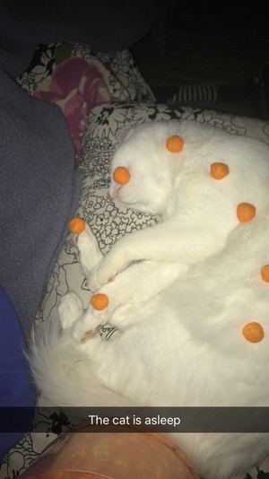  I put cheese puffs on my বন্ধু sleeping cat you’re welcome