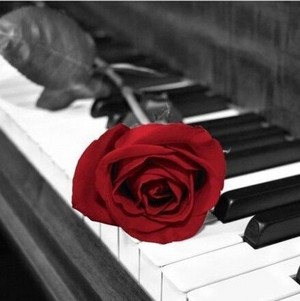  Rose and piano 🎵❤️