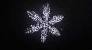 Snowflakes ❄️