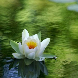  The Meditating फूल