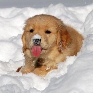  so sweet winter dog puppy❄