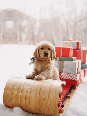  sweet dog chiot in winter❄