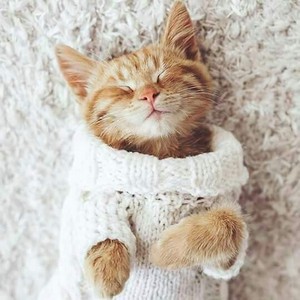 sweet kitten in winter❄