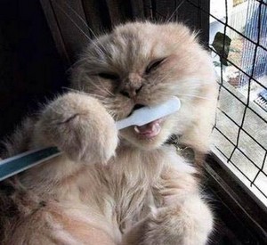  Cat Brushing Its Teeth