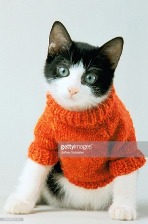  Kitty Sweater Model