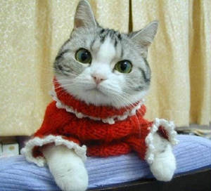  Kitty Sweater Model