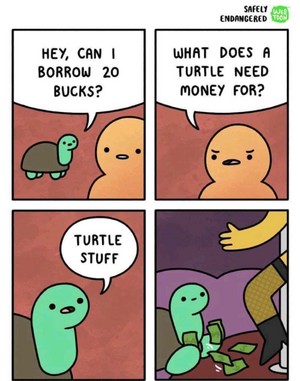  schildpad stuff