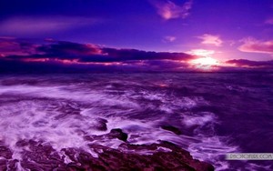  紫色, 紫罗兰色 Paradise
