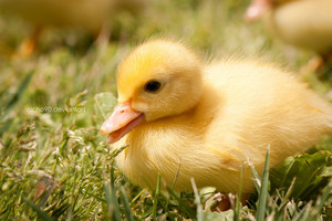baby duck by nicho90 d4xfkff