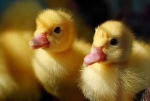  baby ducks