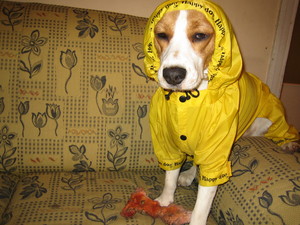 rainy day (my dog Fugu)
