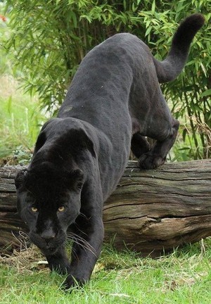  Black pantera