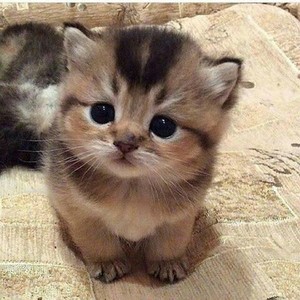 Cute Kitten 😺