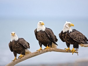  Eagles
