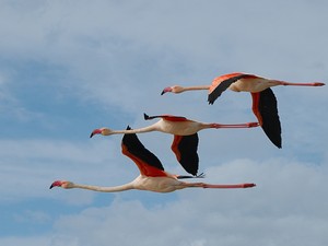  Flamingos
