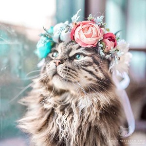  꽃 Crown Cat