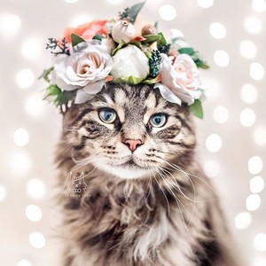 Flower Crown Cat