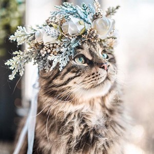  hoa Crown Cat
