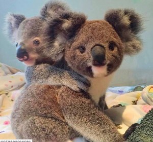  Koala Mother And Joey