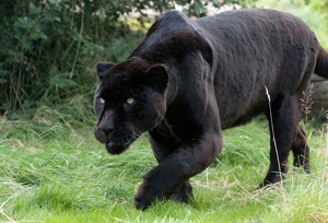  Black panter, panther
