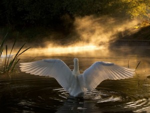  White angsa, swan