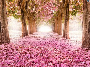 Beautiful चेरी Blossom