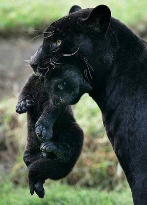  Black pantera, panther And Her Cub
