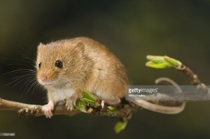  Cute Mice