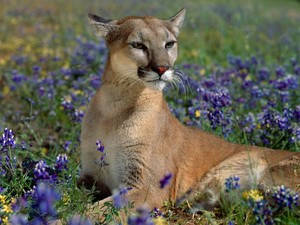  Beautiful Cougar 💖