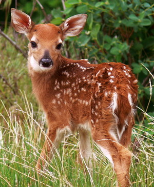  Beautiful Deer 💖