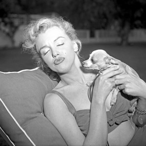  Marilyn And Her cún yêu, con chó con