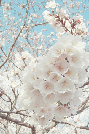  beautiful spring for ma cute Casp`🌺🌹💐💖