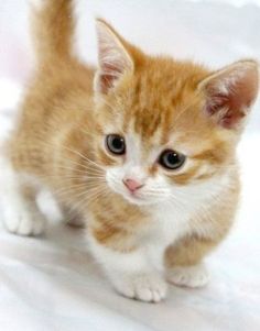  cute,adorable anak kucing
