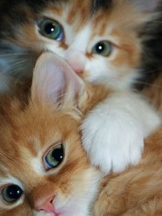cute,adorable kittens