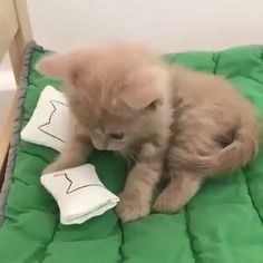  cute,adorable gattini