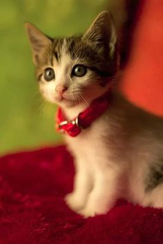  cute,adorable gattini