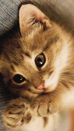  cute,adorable anak kucing