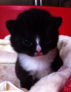  cute,adorable gatinhos