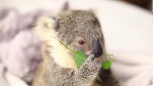  cute baby koalas