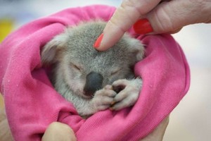 cute baby koalas