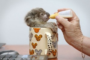  cute baby koalas