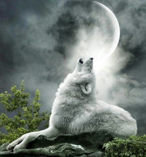  Beautiful 狼, オオカミ 💖
