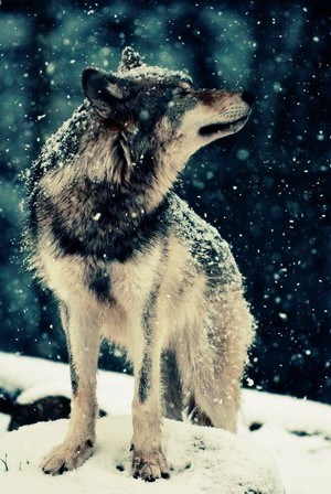  Beautiful lobo 💖