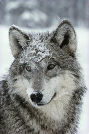  Beautiful serigala, wolf 💖