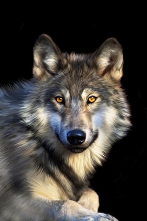 Beautiful wolf 💖