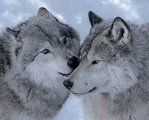  Beautiful lobos 💖
