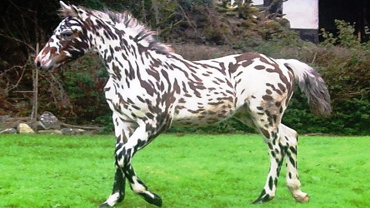 Rare Horse Breed