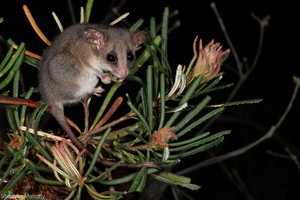  Ringtail Possum