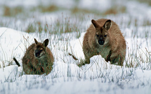  Wallaby with young in snow Tasmania Australia