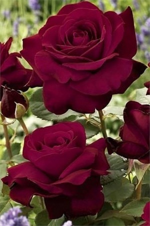  Beautiful Roses